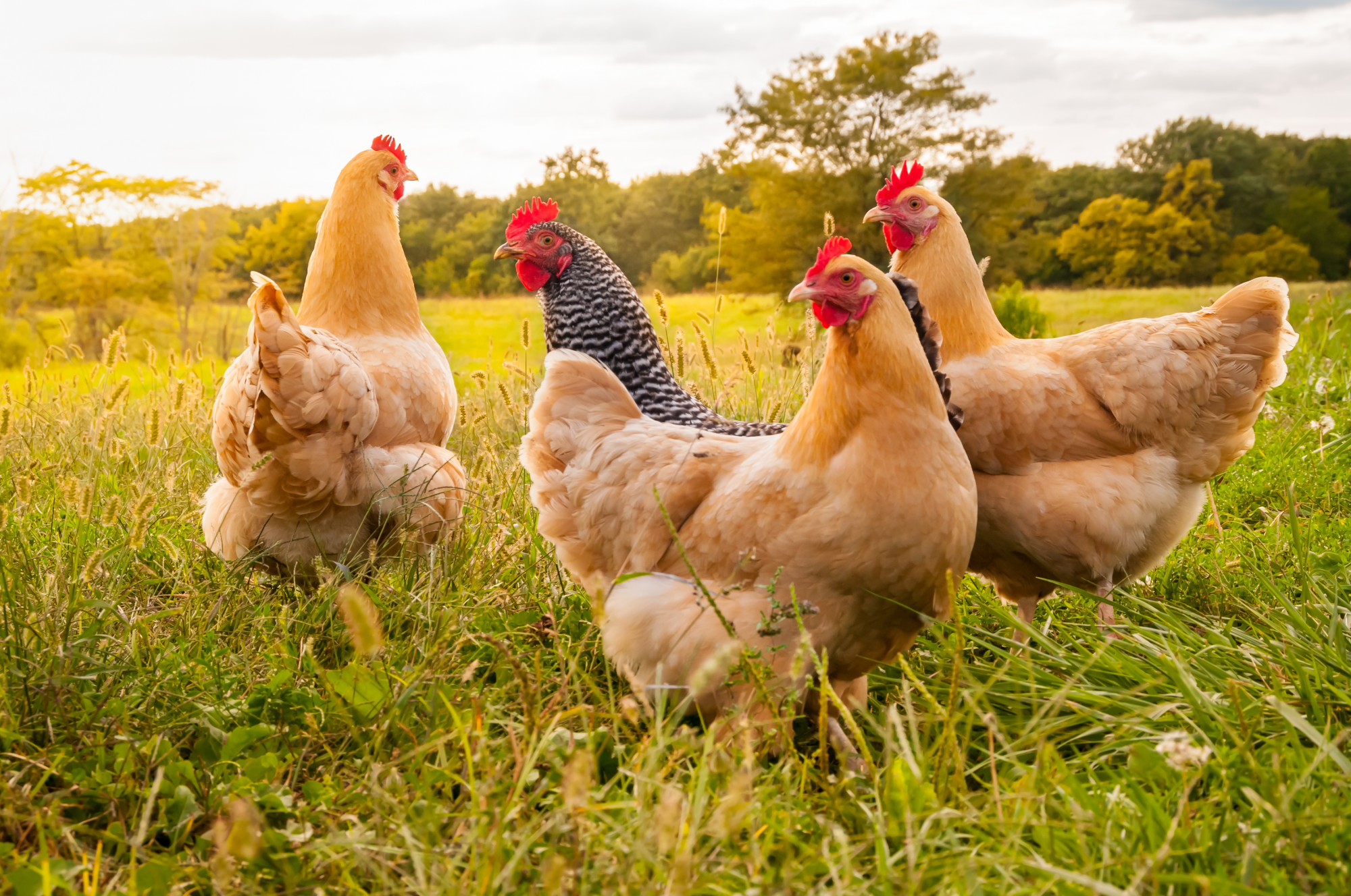 How Much Water Do Chickens Need To Be Happy And Healthy?